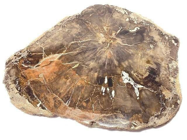 [Video][One of a kind] Petrified Wood Raw Slice NO.20