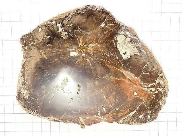 [Video][One of a kind] Petrified Wood Raw Slice NO.20