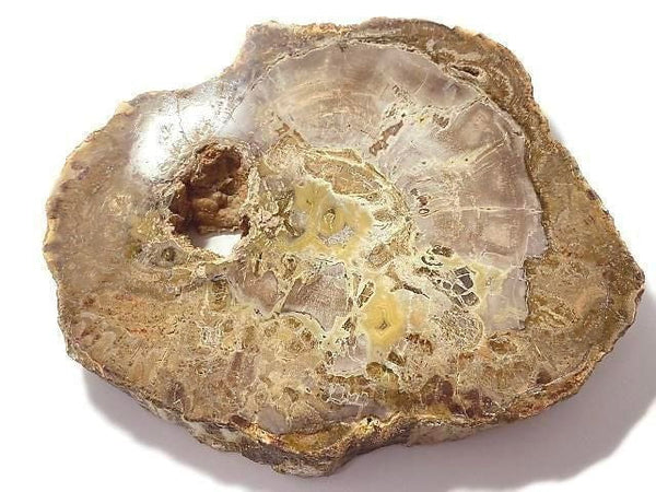 [Video][One of a kind] Petrified Wood Raw Slice NO.21