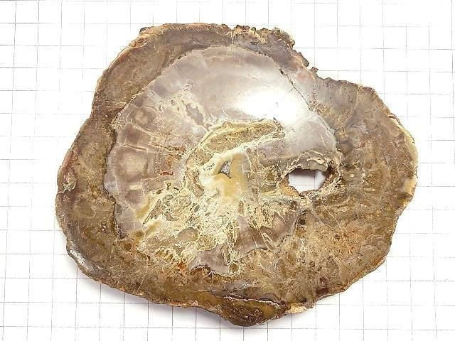 [Video][One of a kind] Petrified Wood Raw Slice NO.21