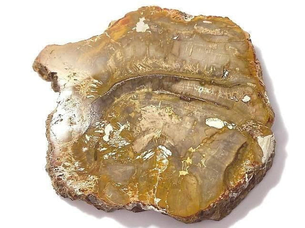 [Video][One of a kind] Petrified Wood Raw Slice NO.24