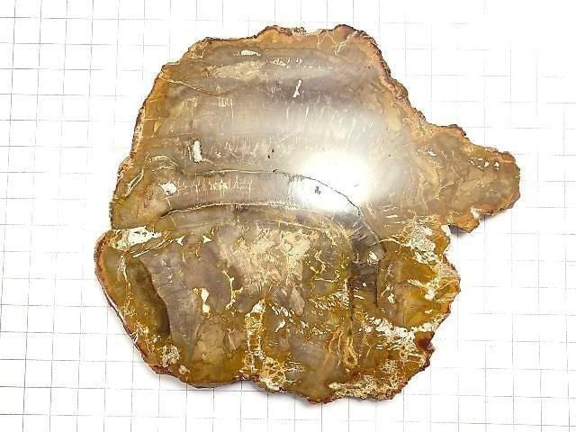 [Video][One of a kind] Petrified Wood Raw Slice NO.24
