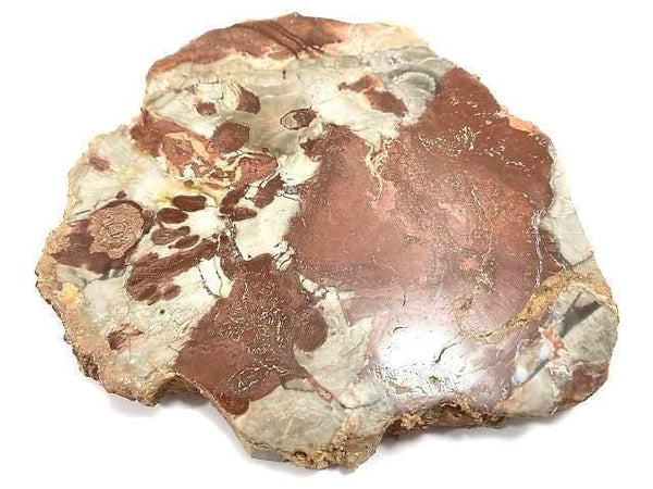 [Video][One of a kind] Petrified Wood Raw Slice NO.27
