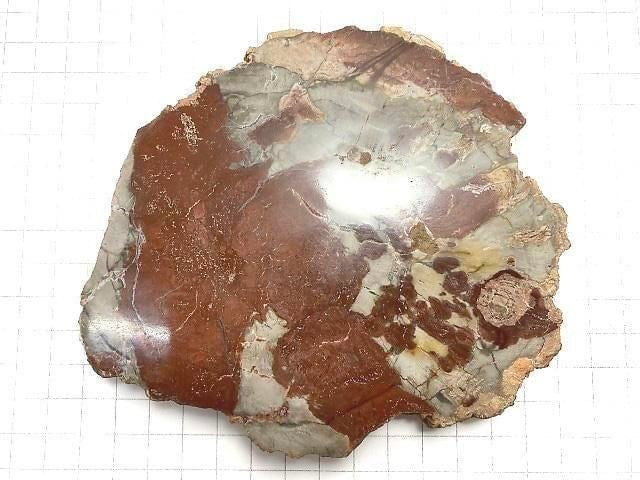 [Video][One of a kind] Petrified Wood Raw Slice NO.27