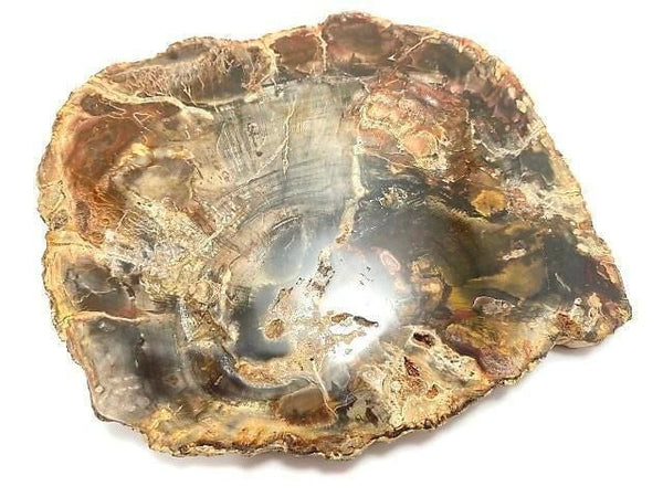 [Video][One of a kind] Petrified Wood Raw Slice NO.28