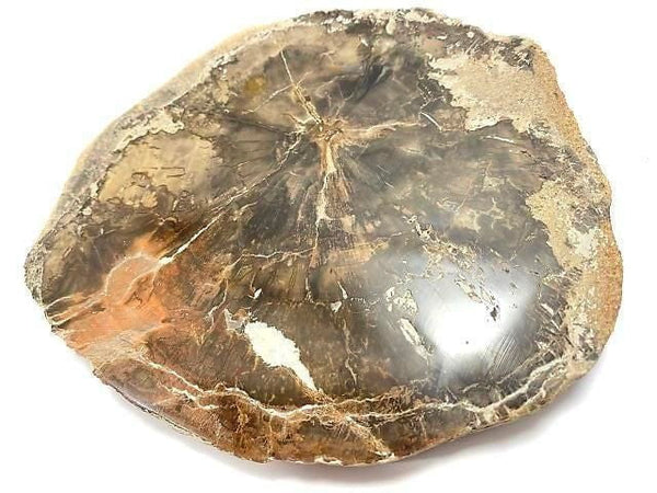 [Video][One of a kind] Petrified Wood Raw Slice NO.29