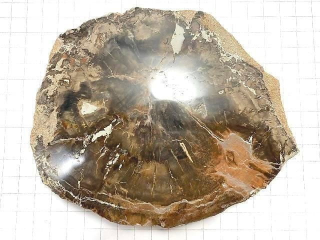 [Video][One of a kind] Petrified Wood Raw Slice NO.29