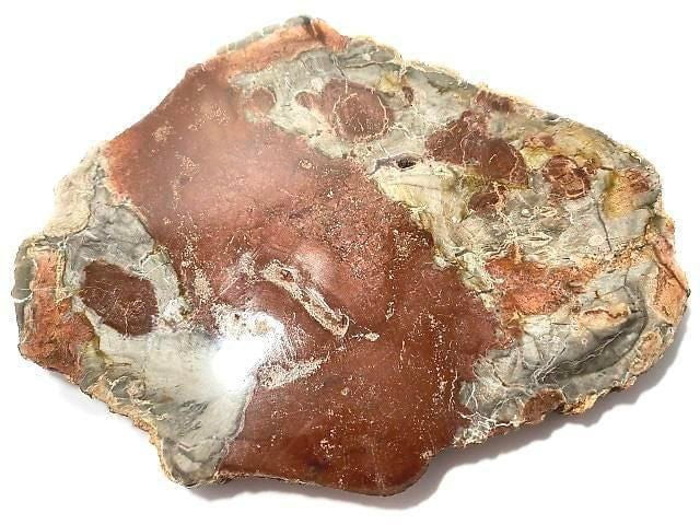 [Video][One of a kind] Petrified Wood Raw Slice NO.30