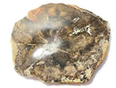 [Video][One of a kind] Petrified Wood Raw Slice NO.31