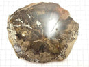 [Video][One of a kind] Petrified Wood Raw Slice NO.31