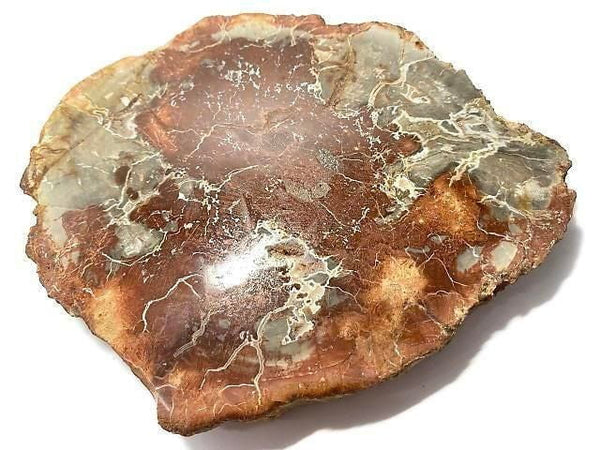 [Video][One of a kind] Petrified Wood Raw Slice NO.32