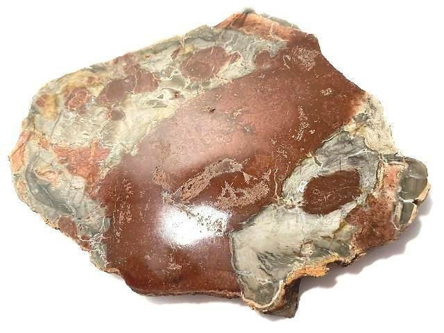 [Video][One of a kind] Petrified Wood Raw Slice NO.33
