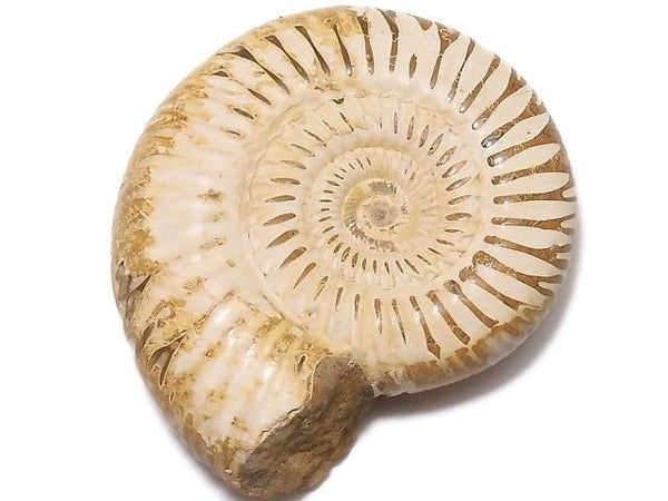 [Video][One of a kind] Ammonite 1pc NO.109