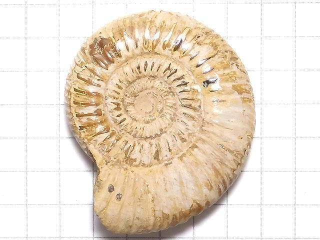 [Video][One of a kind] Ammonite 1pc NO.109
