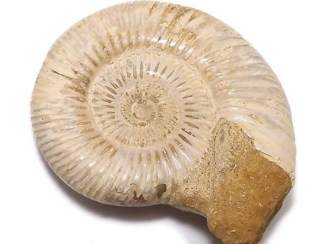 [Video][One of a kind] Ammonite 1pc NO.111