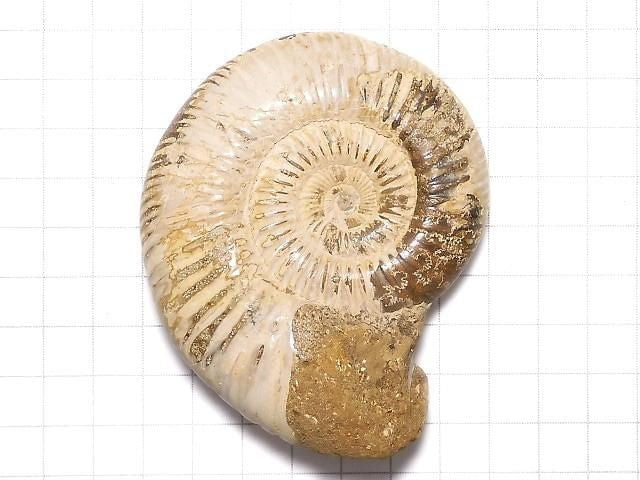 [Video][One of a kind] Ammonite 1pc NO.111