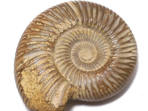 [Video][One of a kind] Ammonite 1pc NO.115