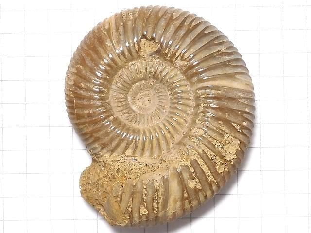 [Video][One of a kind] Ammonite 1pc NO.115