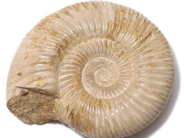 [Video][One of a kind] Ammonite 1pc NO.116