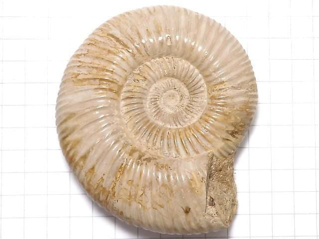 [Video][One of a kind] Ammonite 1pc NO.116
