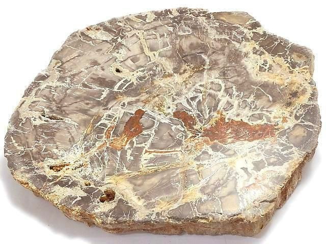 [Video][One of a kind] Petrified Wood Raw Slice NO.34