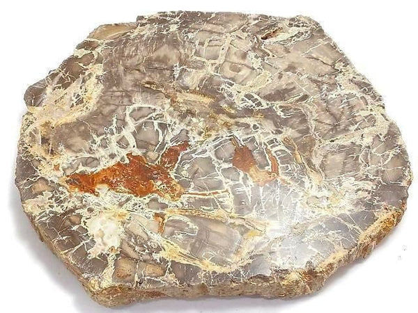 [Video][One of a kind] Petrified Wood Raw Slice NO.35