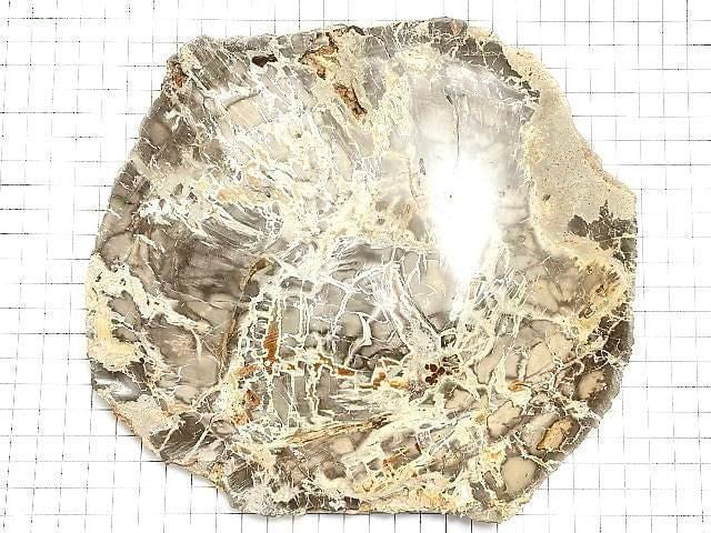 [Video][One of a kind] Petrified Wood Raw Slice NO.35