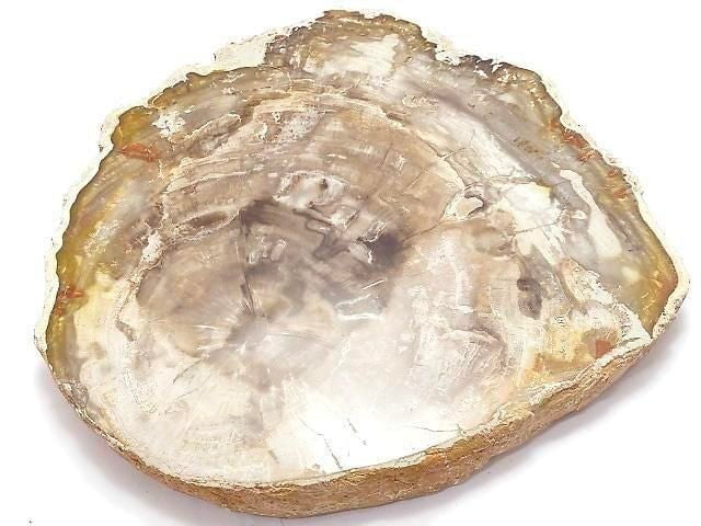 [Video][One of a kind] Petrified Wood Raw Slice NO.36