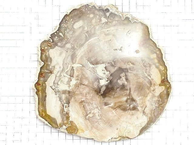 [Video][One of a kind] Petrified Wood Raw Slice NO.36