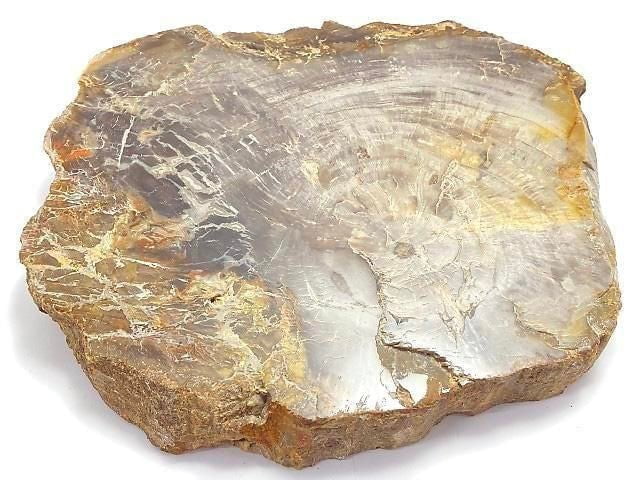 [Video][One of a kind] Petrified Wood Raw Slice NO.37