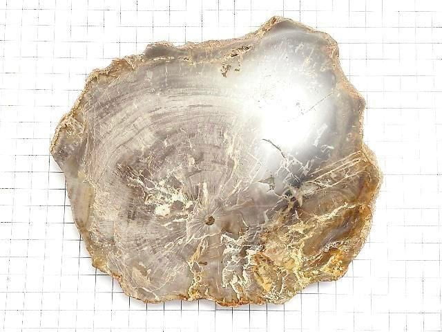 [Video][One of a kind] Petrified Wood Raw Slice NO.37