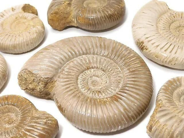 [Video] Ammonite 1pc