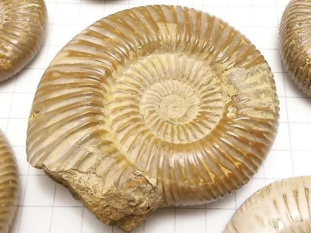 [Video] Ammonite 1pc