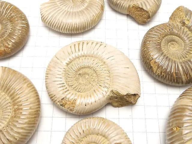 [Video] Ammonite 1pc