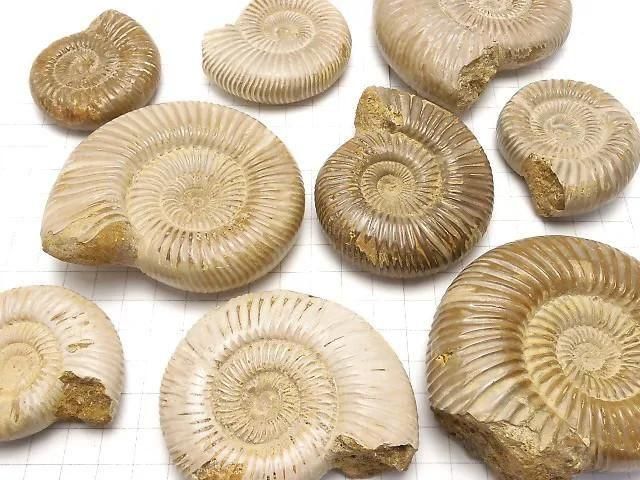 [Video] Ammonite 1pc
