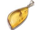 [Video][One of a kind] Baltic Amber Pendant Silver925 NO.102
