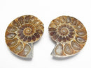 [Video] Madagascar Ammonite 1 pair