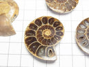 [Video] Madagascar Ammonite 1 pair