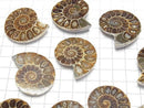 [Video] Madagascar Ammonite 1 pair