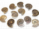 [Video] Madagascar Ammonite 1 pair