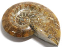 [Video][One of a kind] Ammonite Plate 1pc NO.2