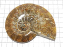 [Video][One of a kind] Ammonite Plate 1pc NO.2