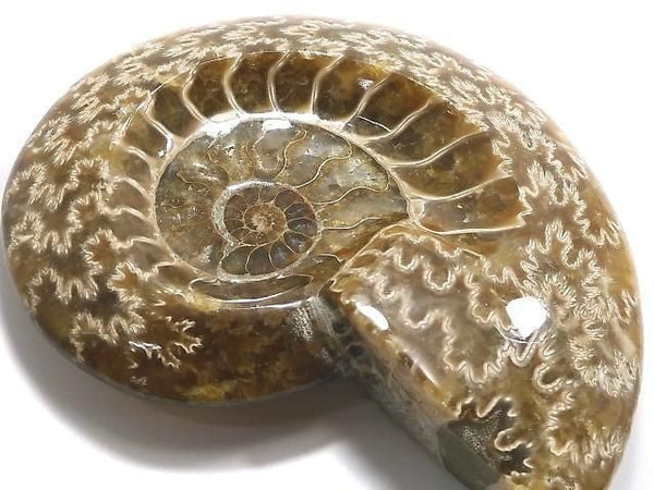 [Video][One of a kind] Ammonite Plate 1pc NO.4