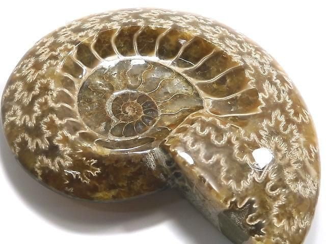 [Video][One of a kind] Ammonite Plate 1pc NO.4