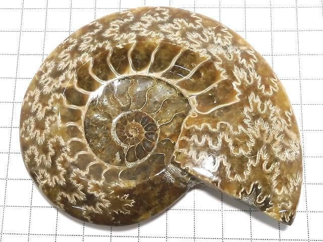 [Video][One of a kind] Ammonite Plate 1pc NO.4