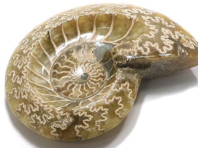 [Video][One of a kind] Ammonite Plate 1pc NO.5