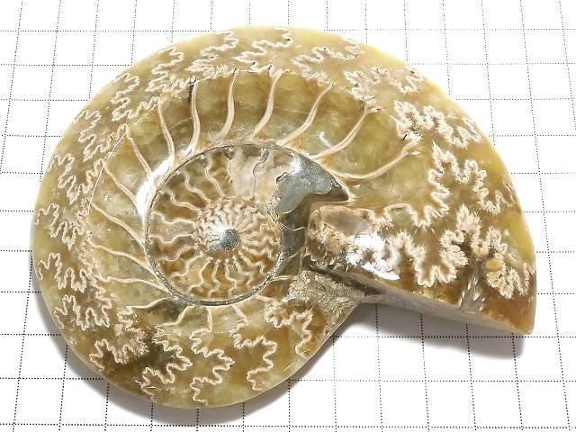 [Video][One of a kind] Ammonite Plate 1pc NO.5