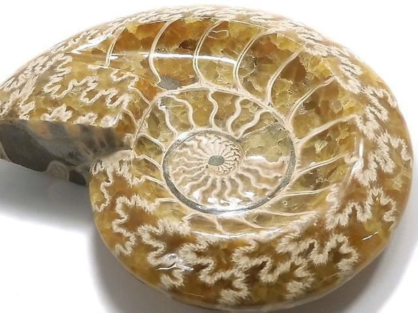 [Video][One of a kind] Ammonite Plate 1pc NO.6