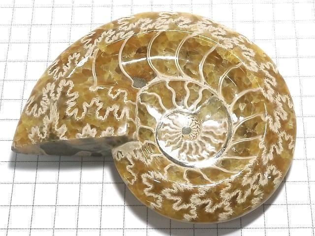[Video][One of a kind] Ammonite Plate 1pc NO.6