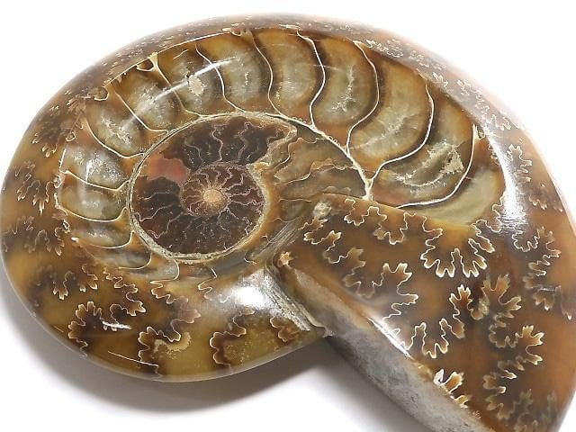 [Video][One of a kind] Ammonite Plate 1pc NO.7